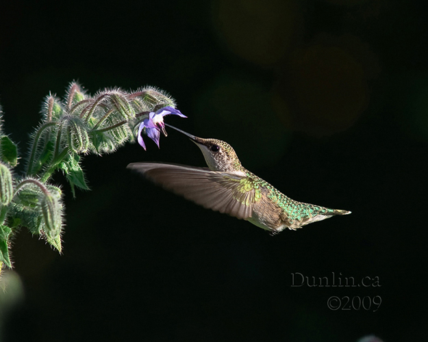 Ruby-throated Hummingbird