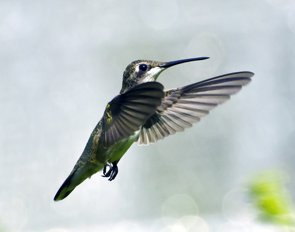 Ruby-Throated Hummingbird