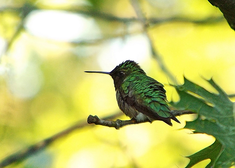 Ruby Throated Hummingbird