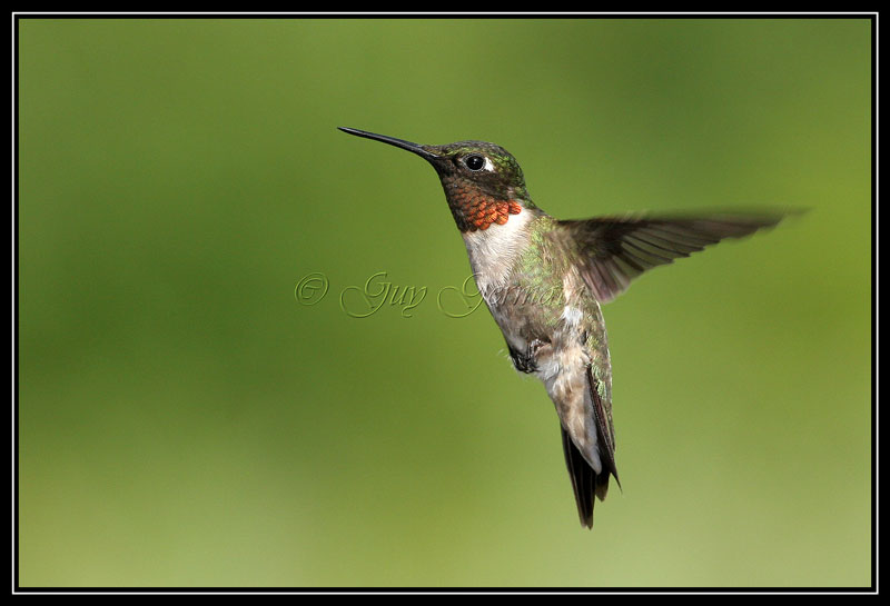 Ruby-throated Hummingbird