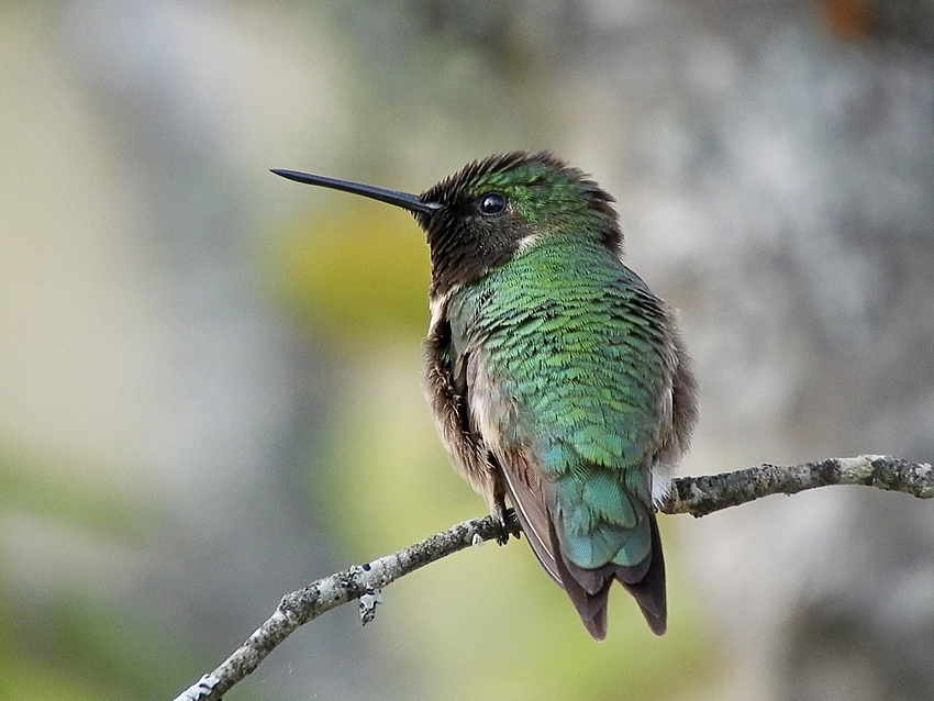 Ruby Throated Hummingbird