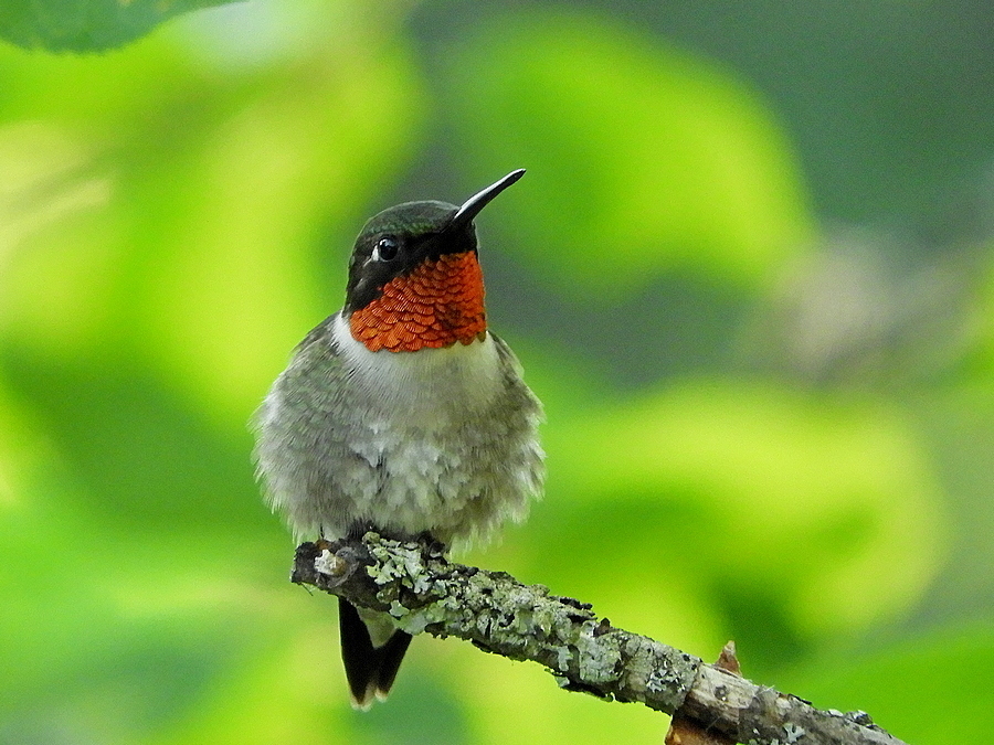 Ruby Throated Hummingbird