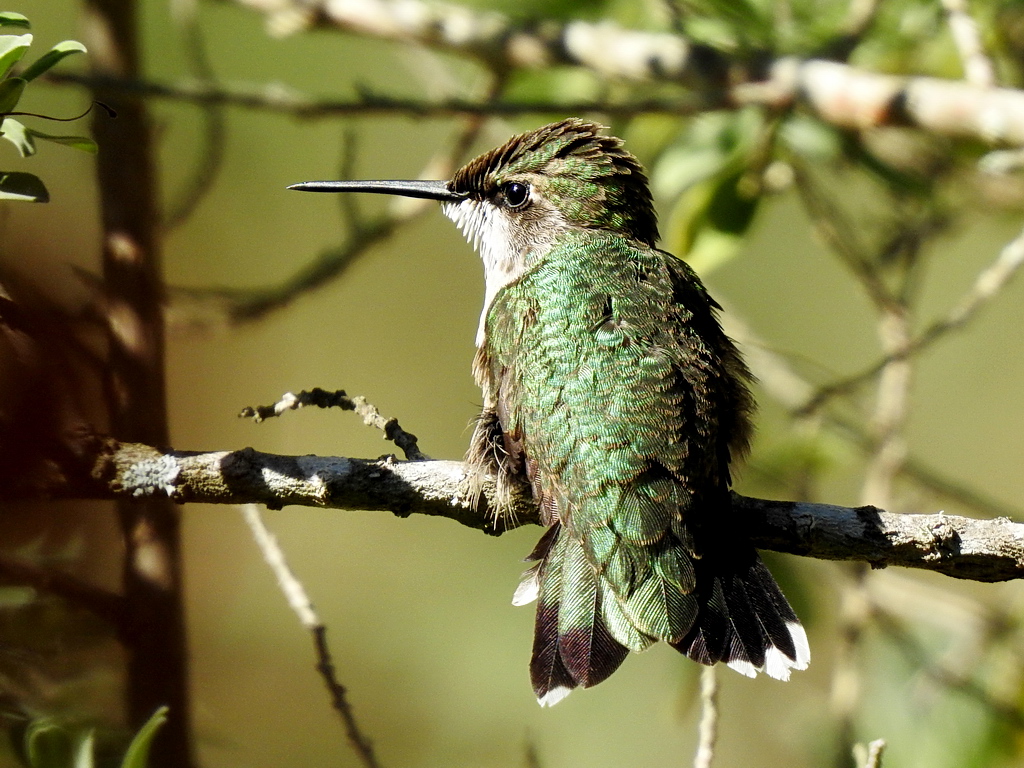 Ruby-throated Hummingbird