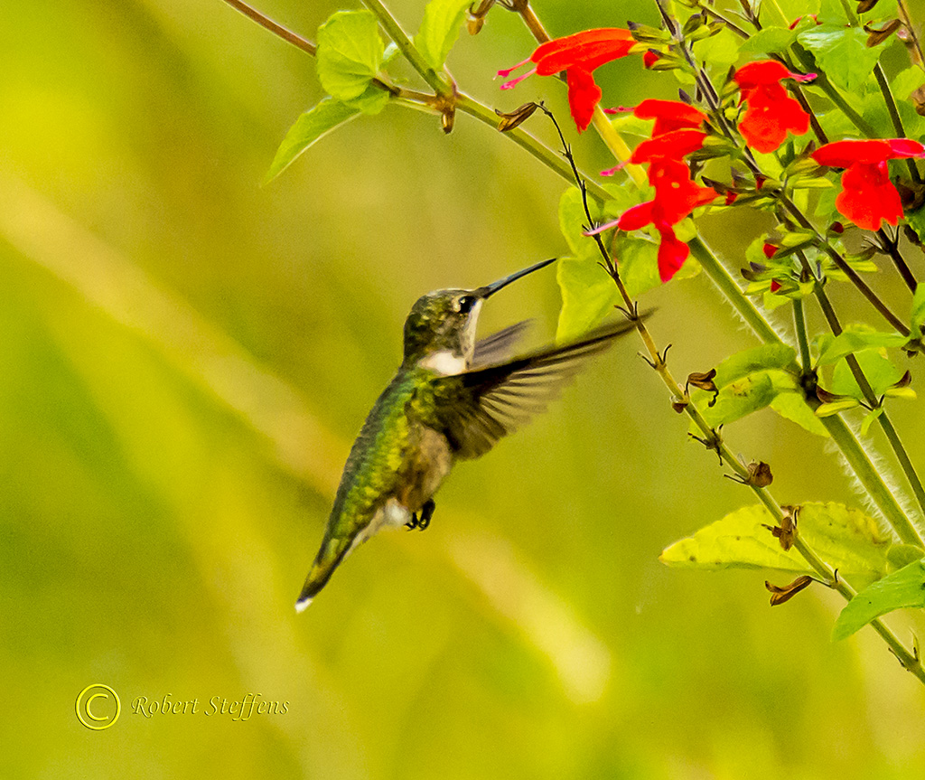 Ruby-throated Hummingbird