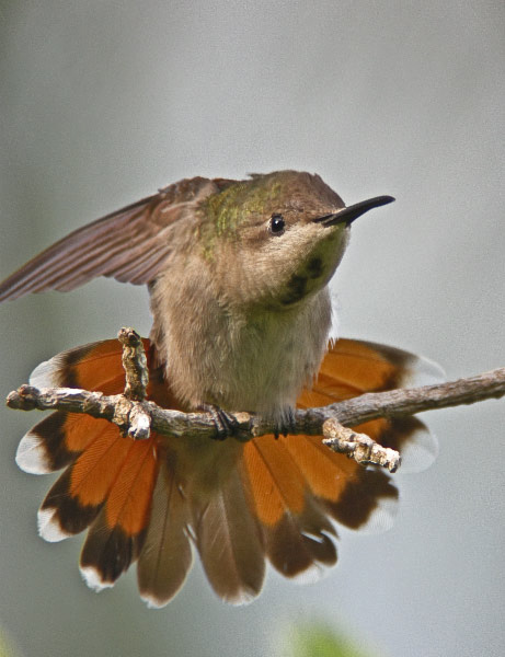 Ruby-topaz Hummingbird