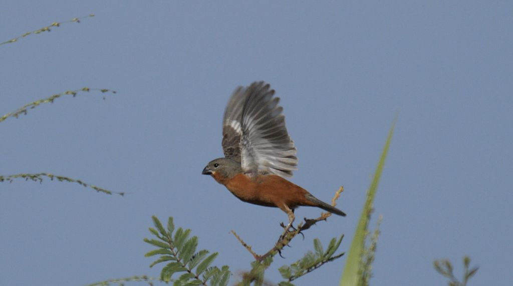 Ruddy-breasted Seedeater