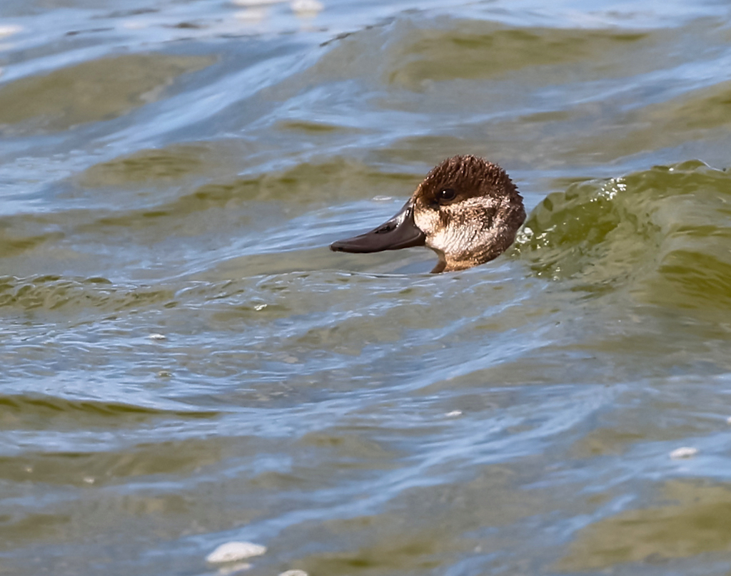 Ruddy Duck (1st year male).jpg