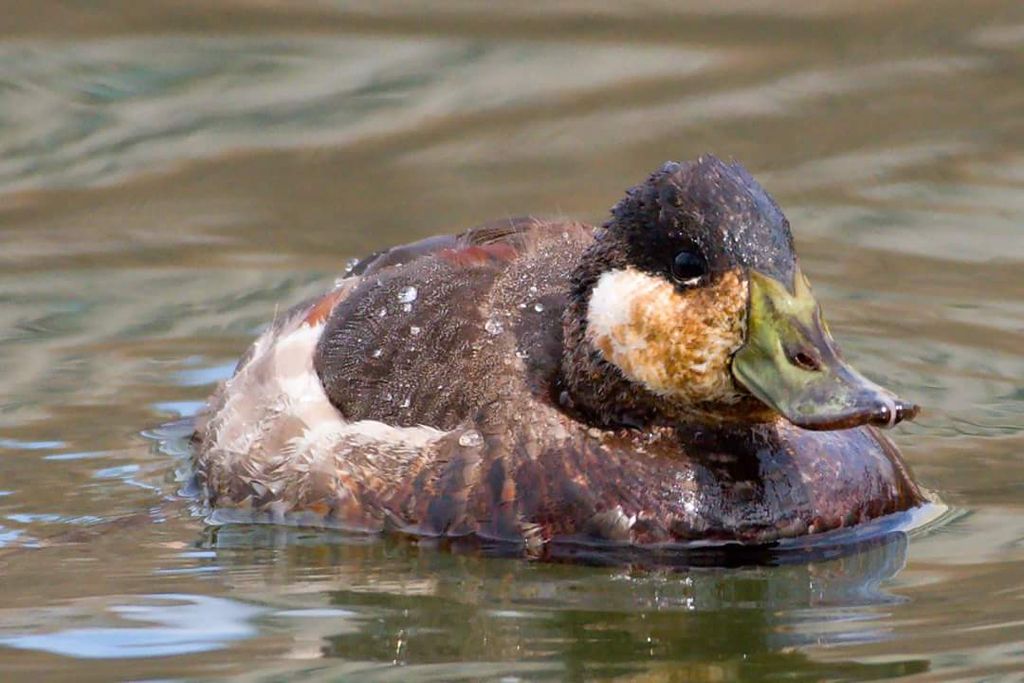 Ruddy duck