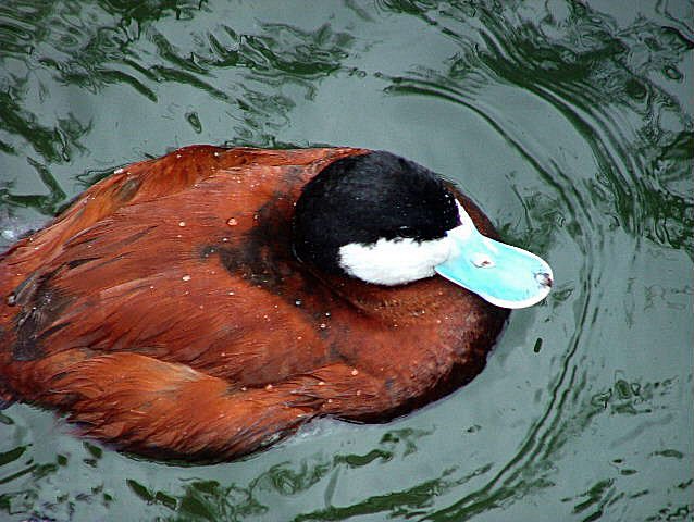 Ruddy Duck