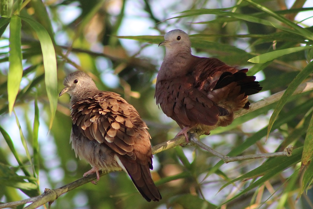 Ruddy Ground Dove (pair)