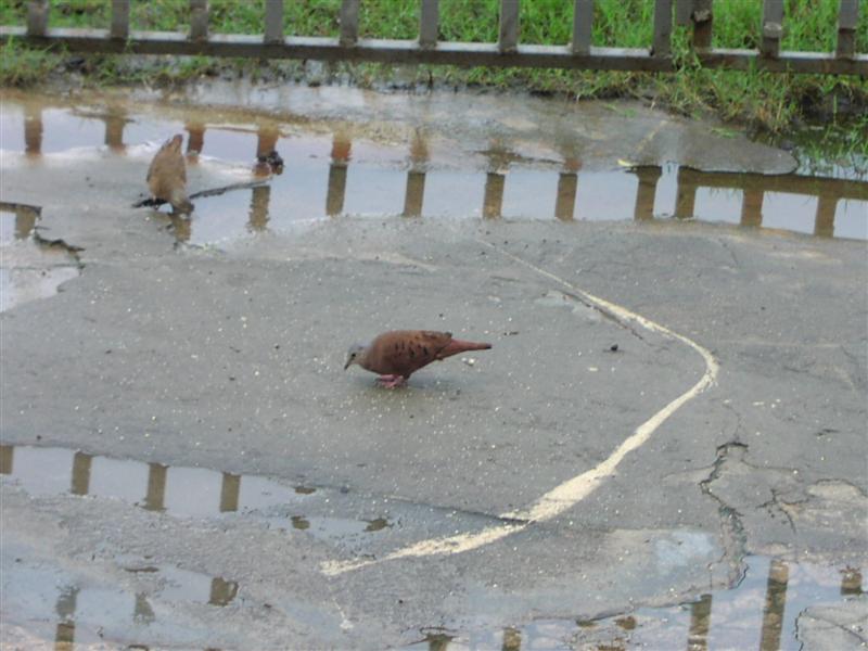 Ruddy Ground-Dove