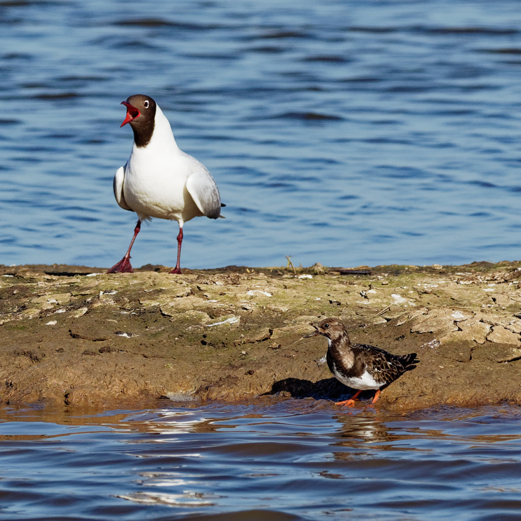 Ruddy turnstone and black-headed gull