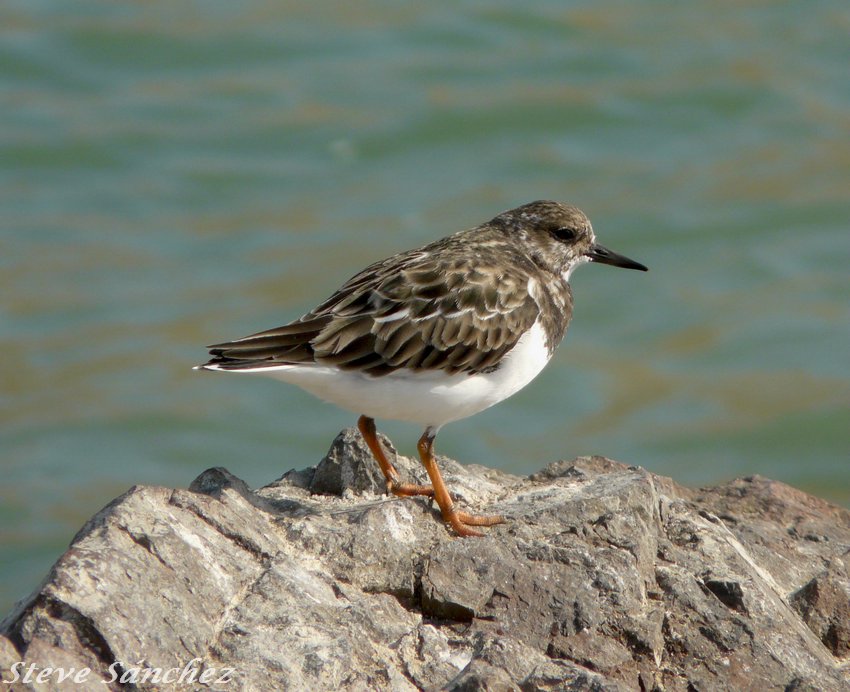 Ruddy Turnstone