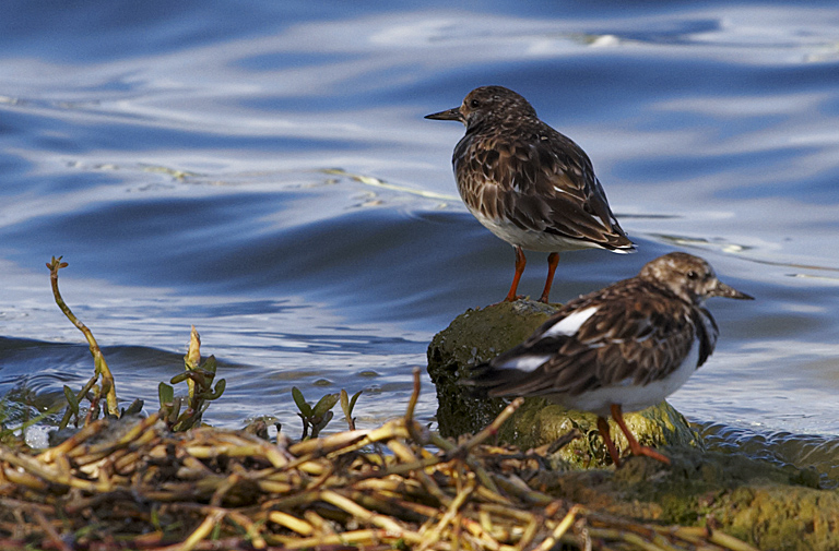 Ruddy Turnstone