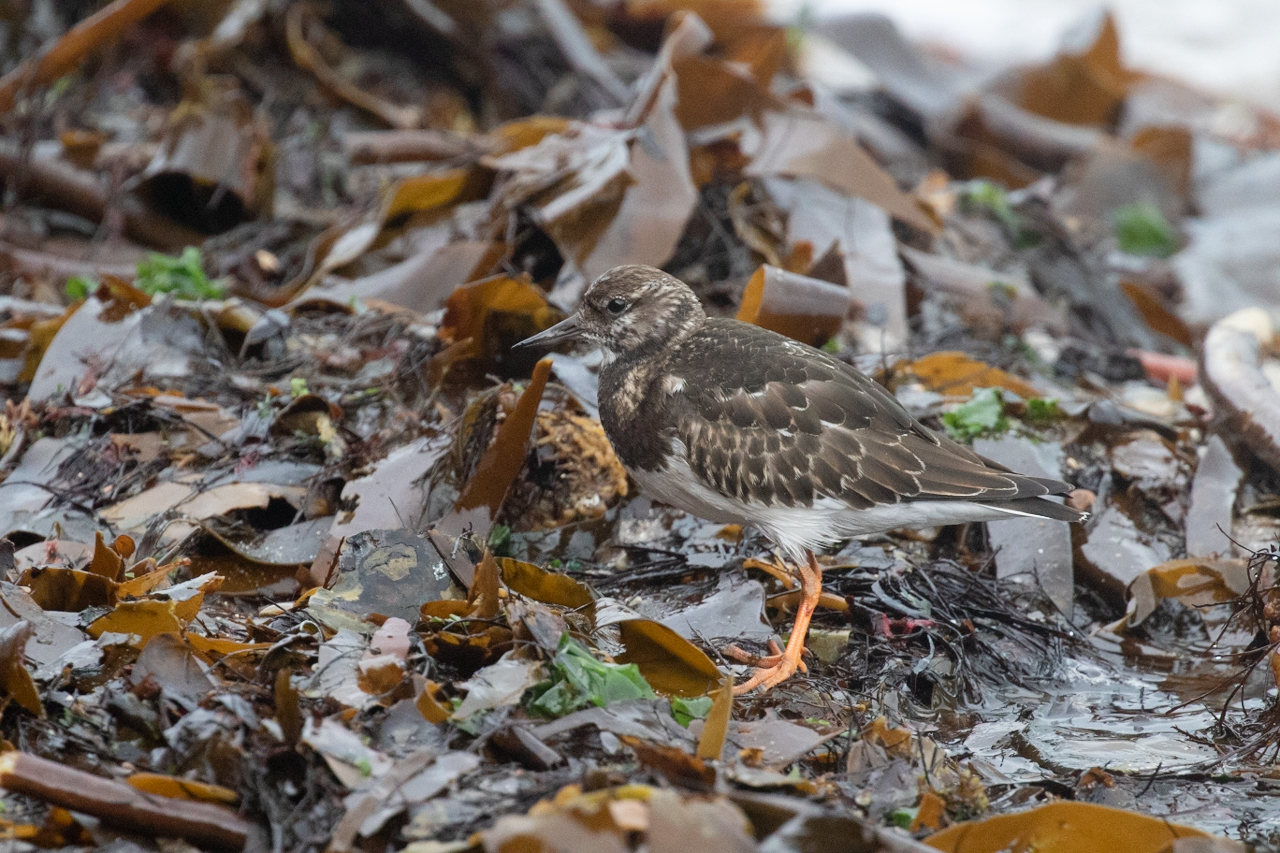 Ruddy Turnstone