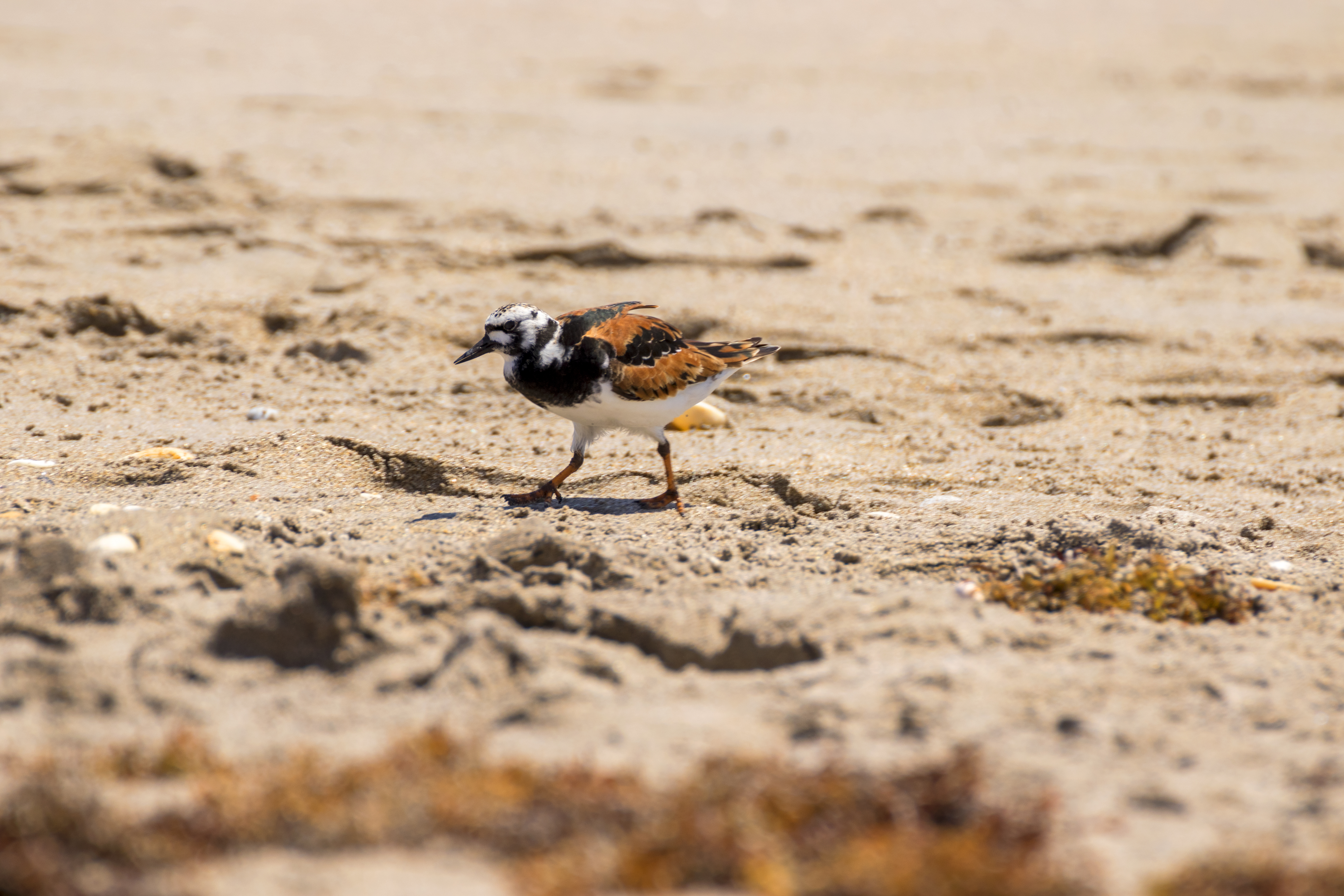 Ruddy Turnstone