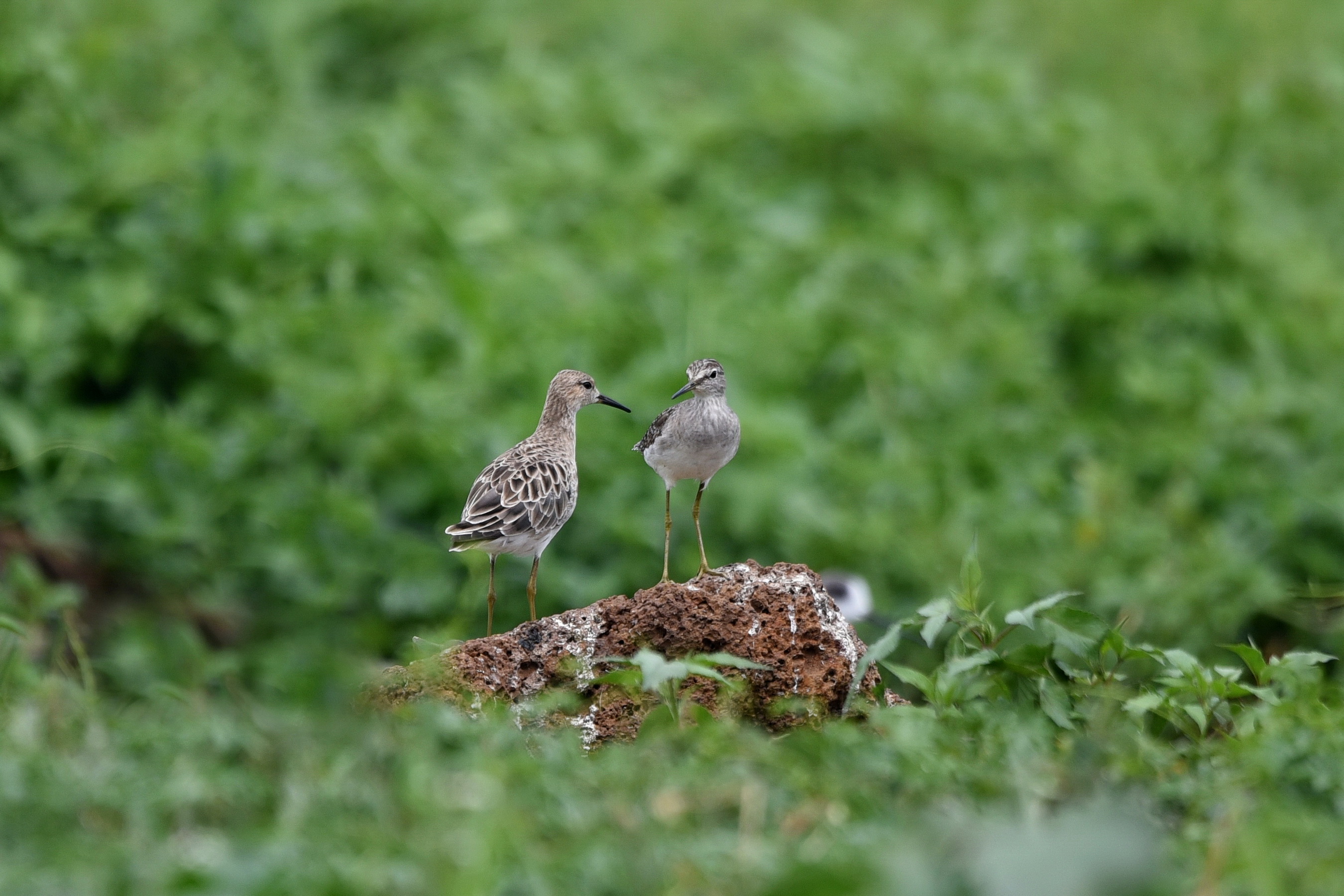 Ruff and Wood Sandpiper