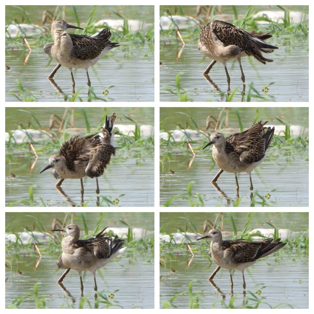 Ruff - Not too common here