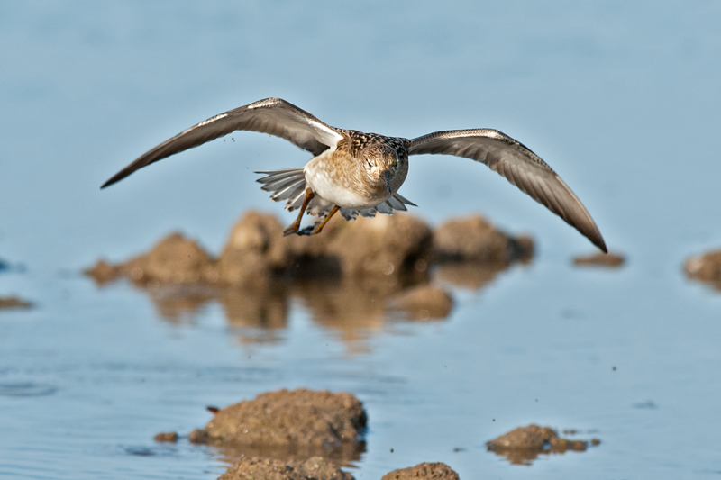 Ruff on approach