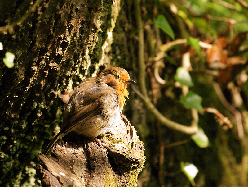 Ruffled Robin