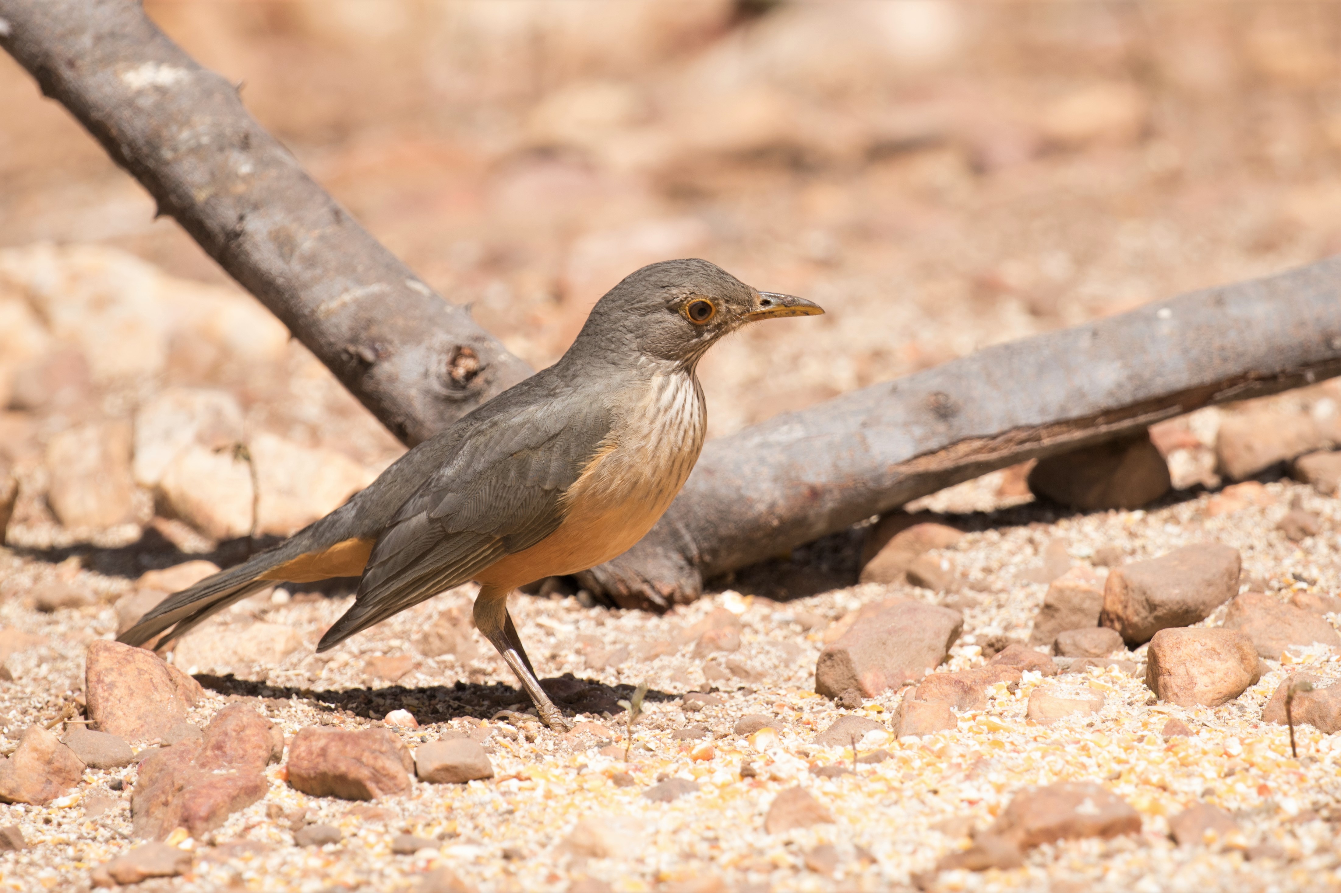 Rufous-bellied Thrush