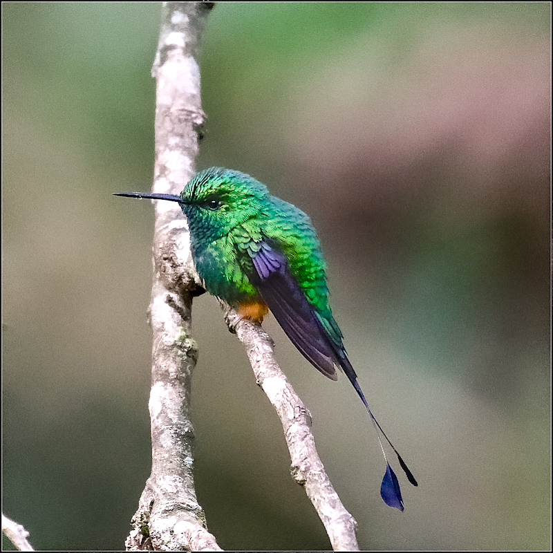 Rufous-booted Racket-tail (male)