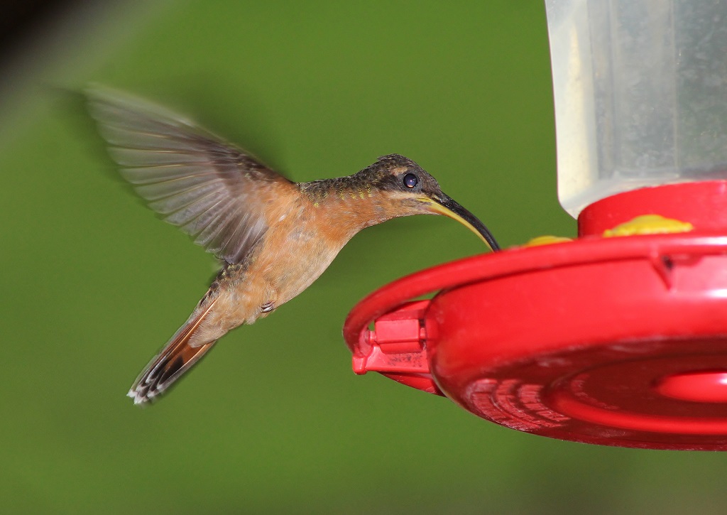 Rufous - breasted Hermit (female)