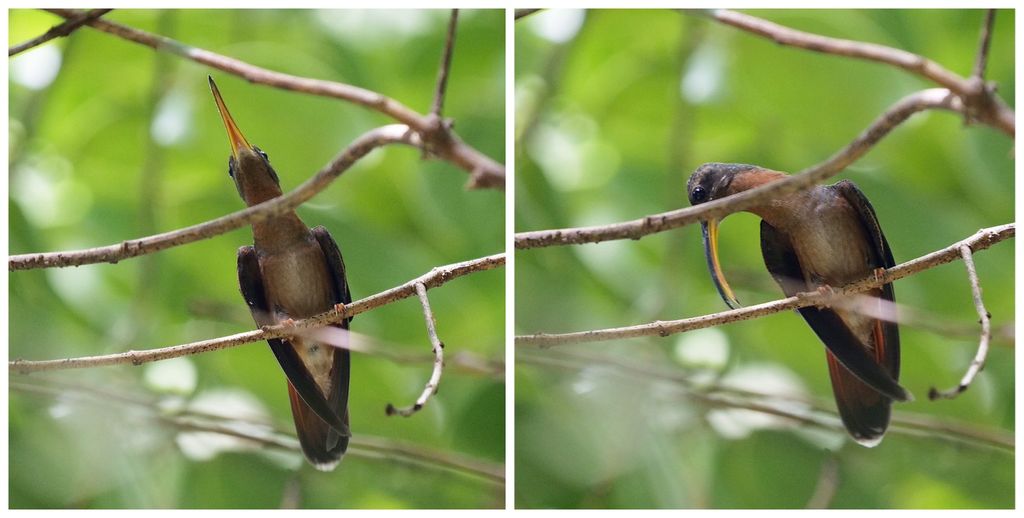 Rufous-breasted Hermit