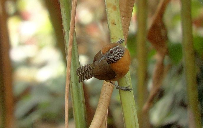 Rufous-breasted Wren