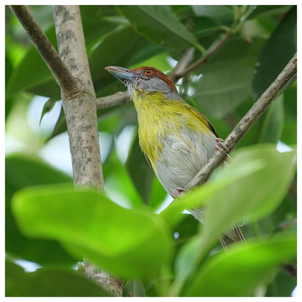 Rufous-browed Peppershrike