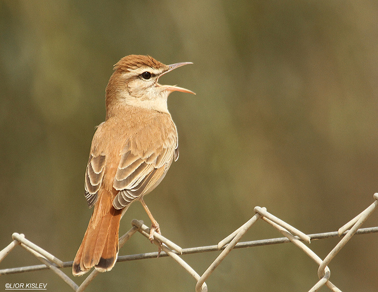 Rufous Bush Robin