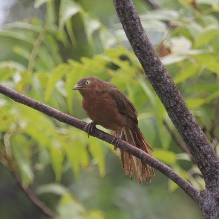 Rufous chatterer