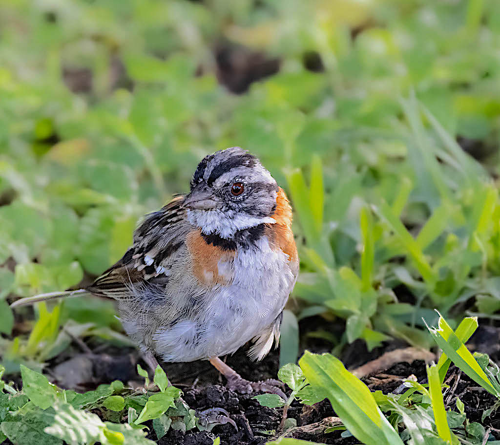 Rufous-collared Sparrow