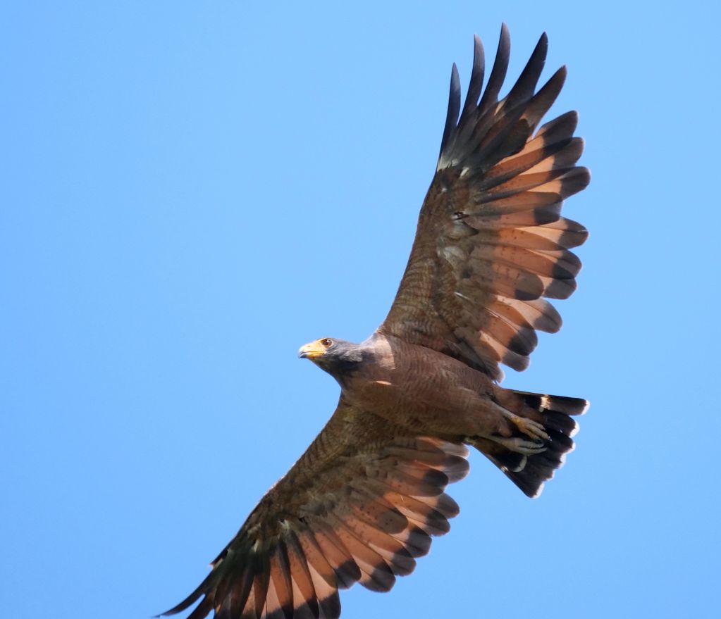 Rufous Crab Hawk