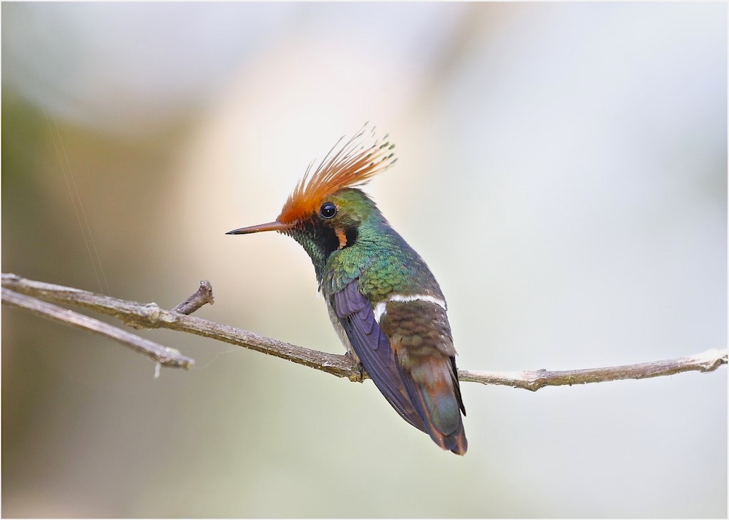 Rufous-crested Coquette (male)