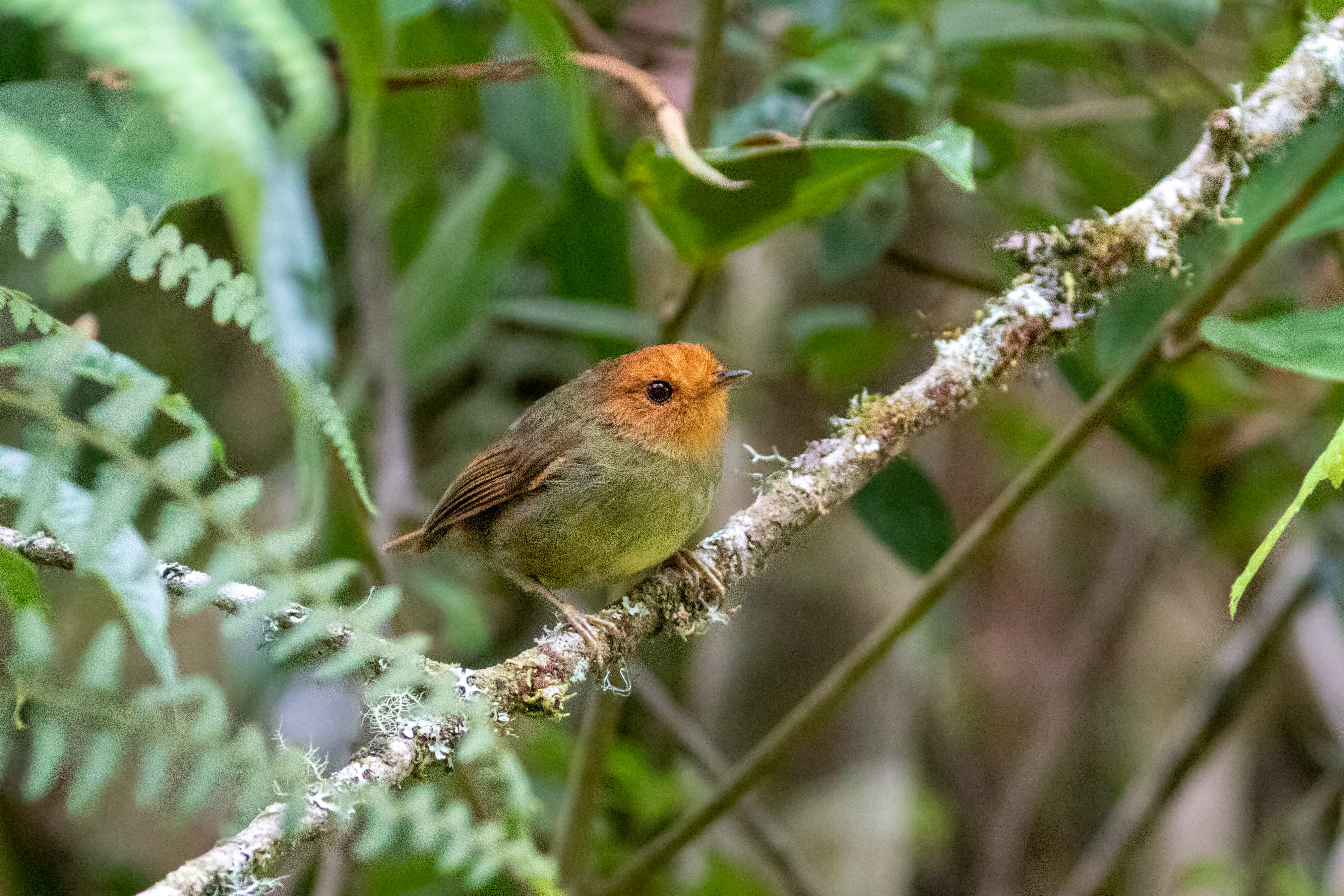 Rufous-headed Pygmy Tyrant