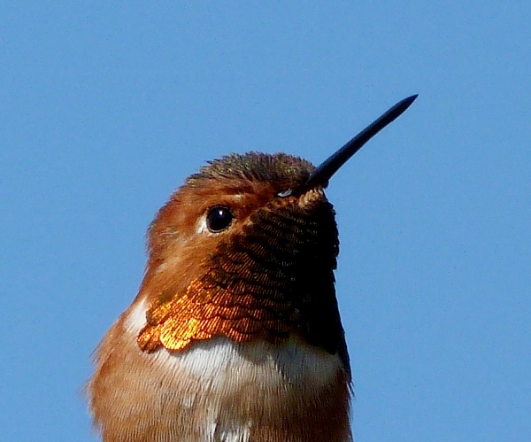 Rufous Hummingbird