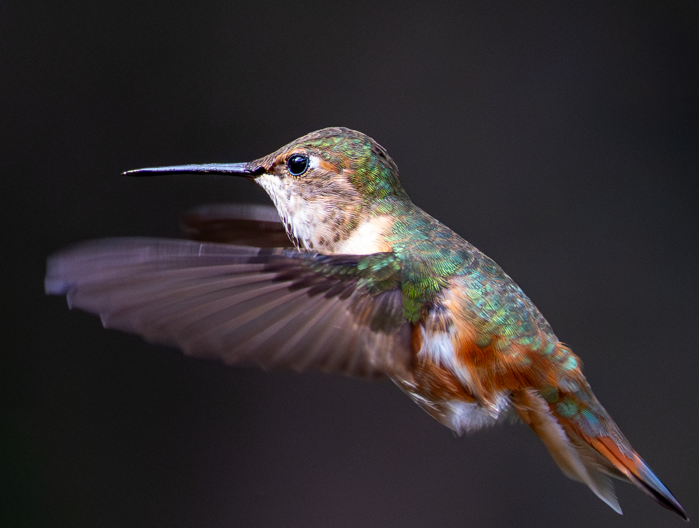Rufous Hummingbird