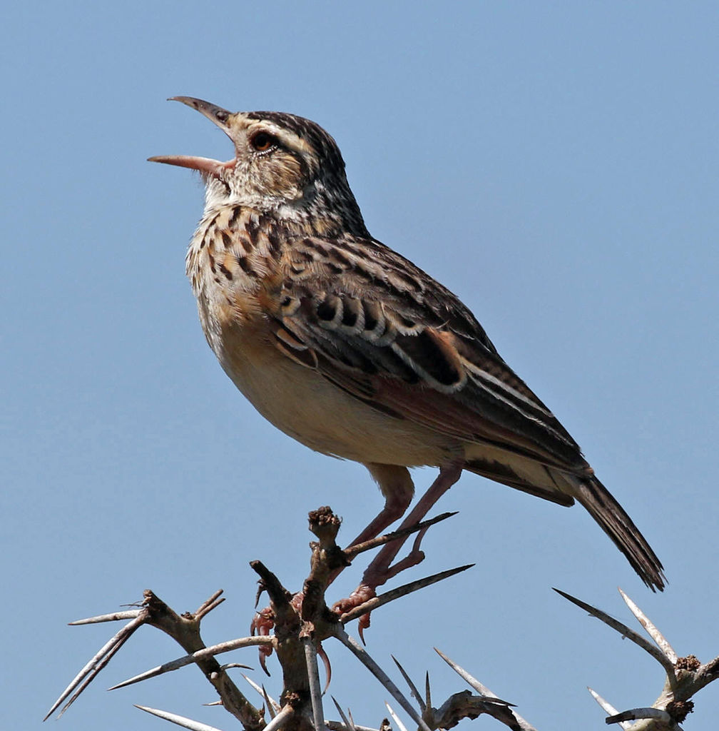 Rufous-naped Lark