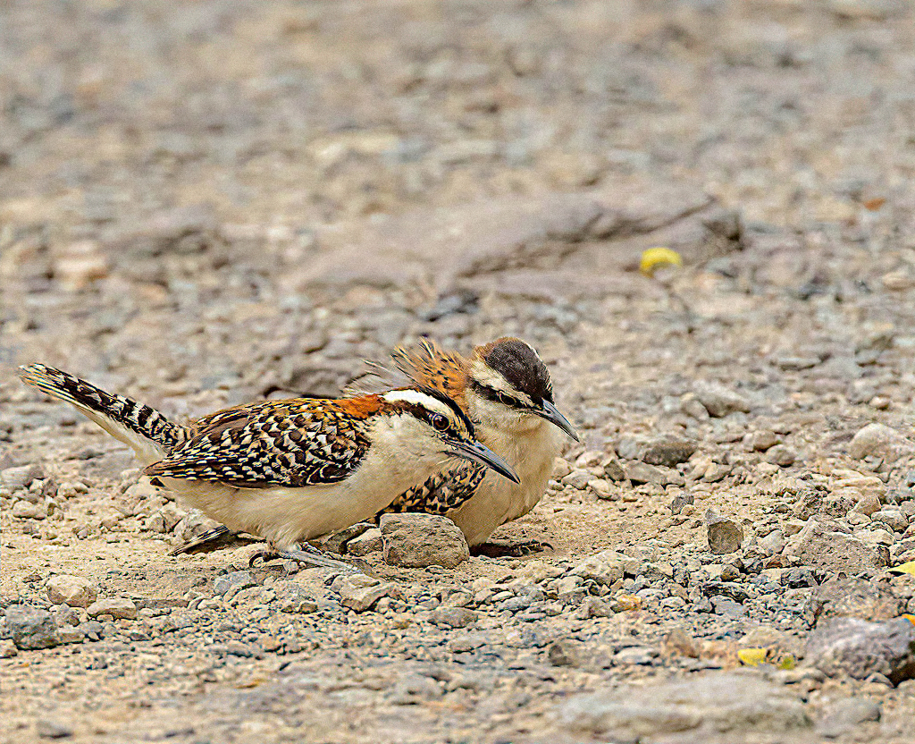 Rufous-naped Wrens