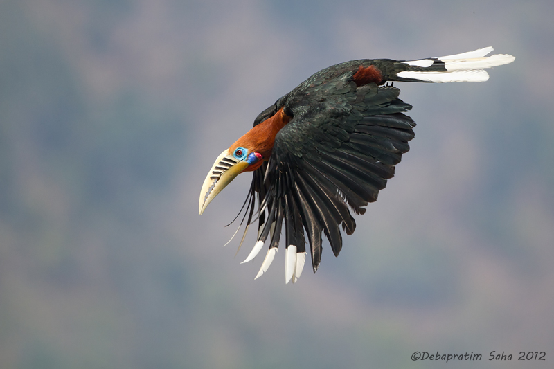 Rufous-necked hornbill