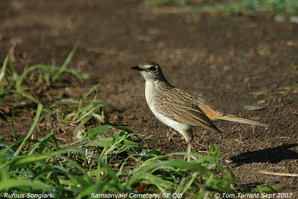 Rufous Songlark