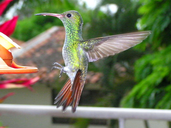 Rufous-tailed Hummingbird