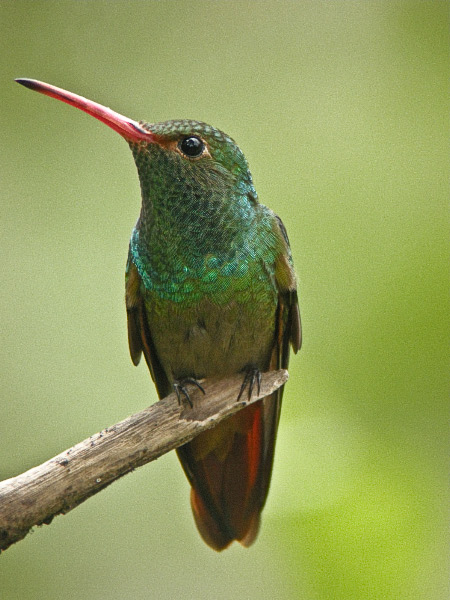 Rufous-tailed Hummingbird