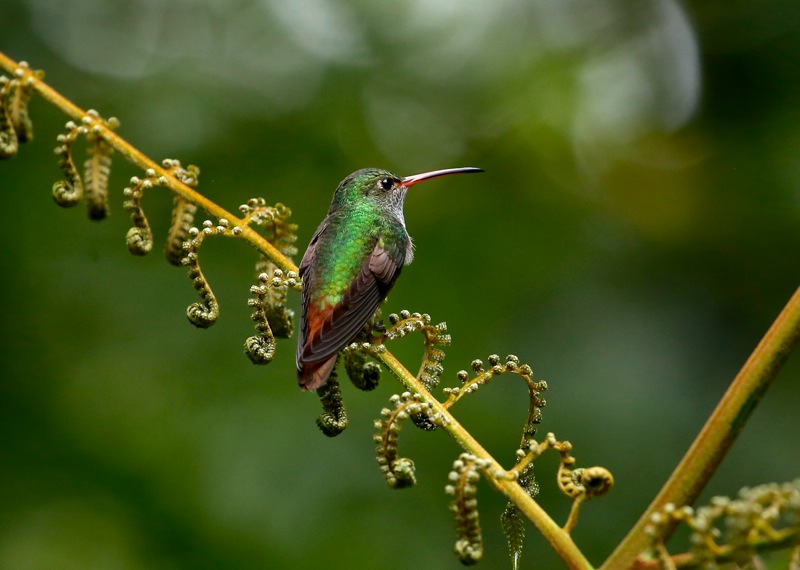 Rufous-tailed Hummingbird