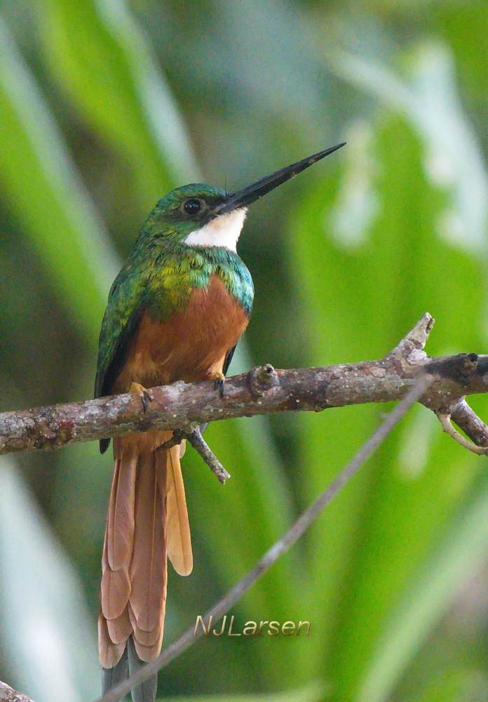 Rufous-tailed Jacamar