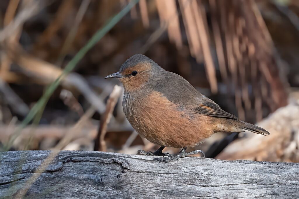 Rufous Treecreeper