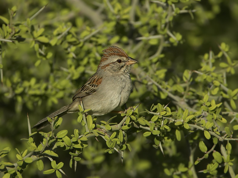 Rufous Winged Sparrow