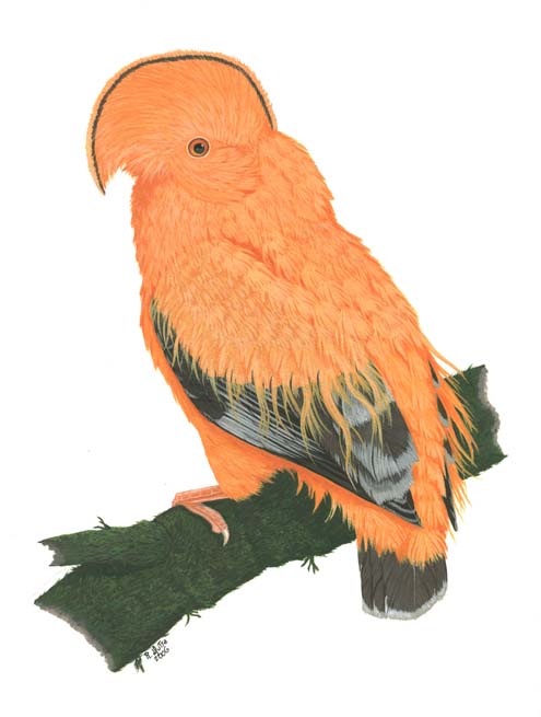 Rupicola rupicola