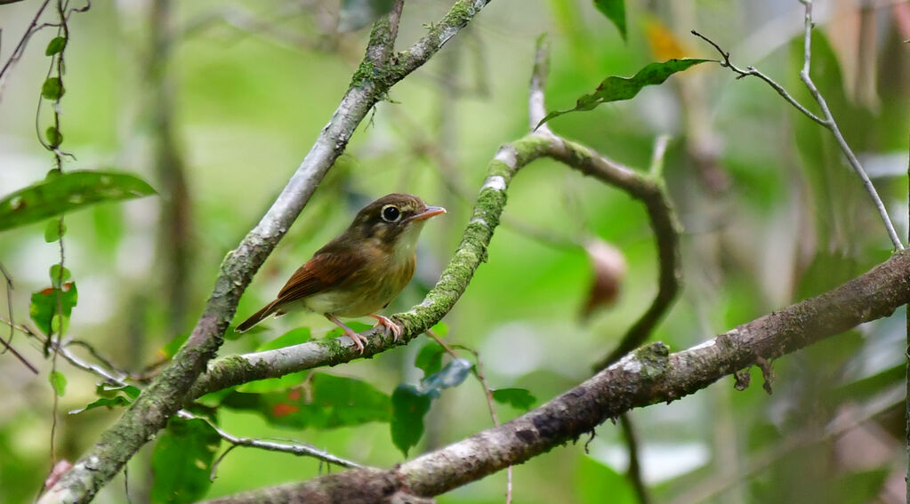 Russet-winged Spadebill